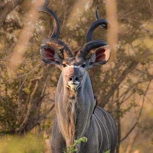 Meet your Posher, Anselmo